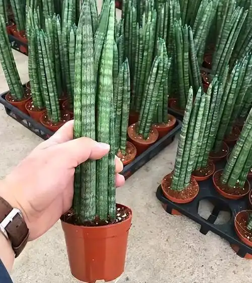 佛手虎皮兰养殖方法