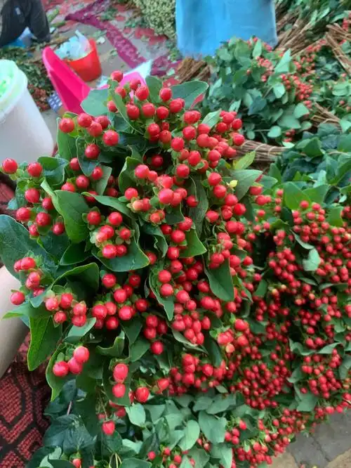 火龙珠系列大批货