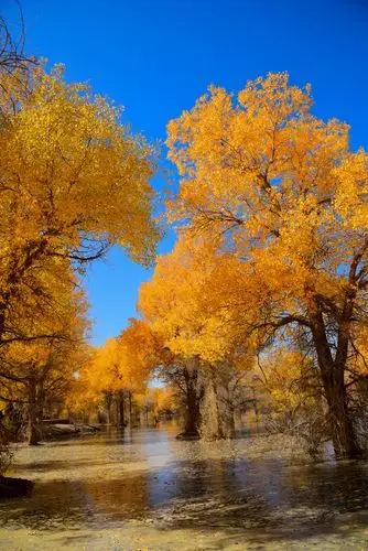 金塔的胡杨林,风景美如画,壮丽景色让人心旷神怡