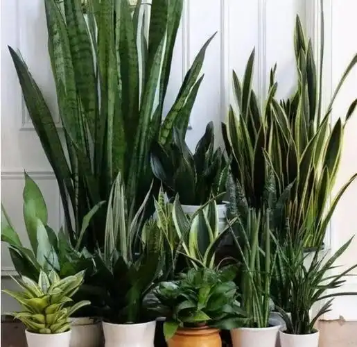 这4种花"生崽"高产量,长1年撑破花盆,1次分出20棵