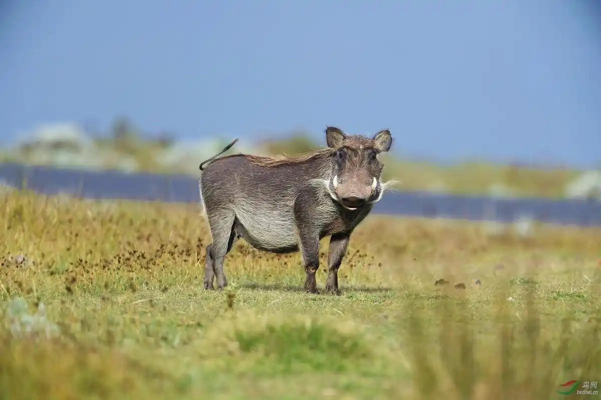 非洲野猪非洲野猪