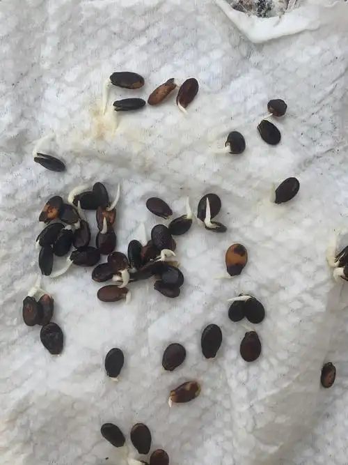 幸好只种了一半,居然都发芽了,今天带儿子都放进纸杯育苗了#西瓜