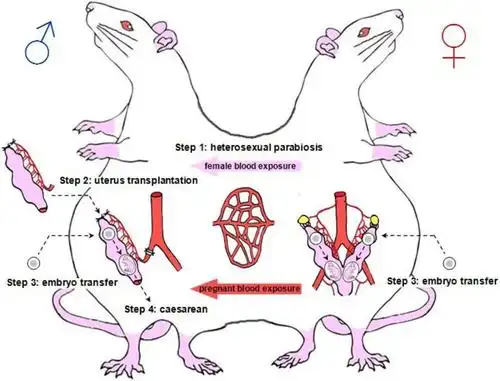雄鼠怀孕实验引发伦理争议,论文作者表示已申请撤稿_子宫