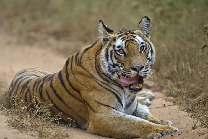 孟加拉虎图片及介绍