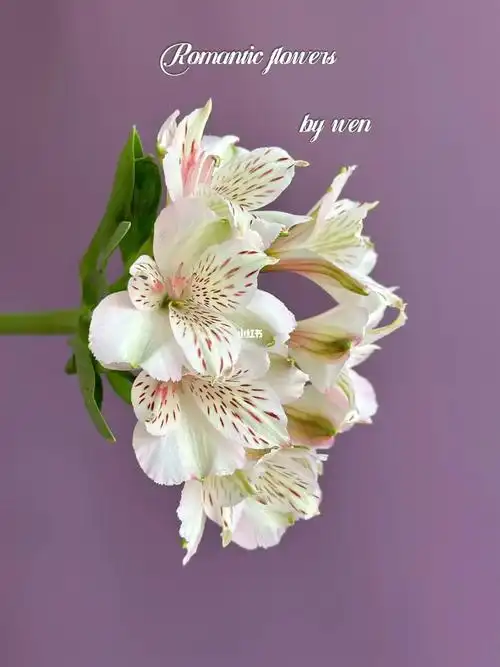 肯尼亚进口六出六初水仙百合君临