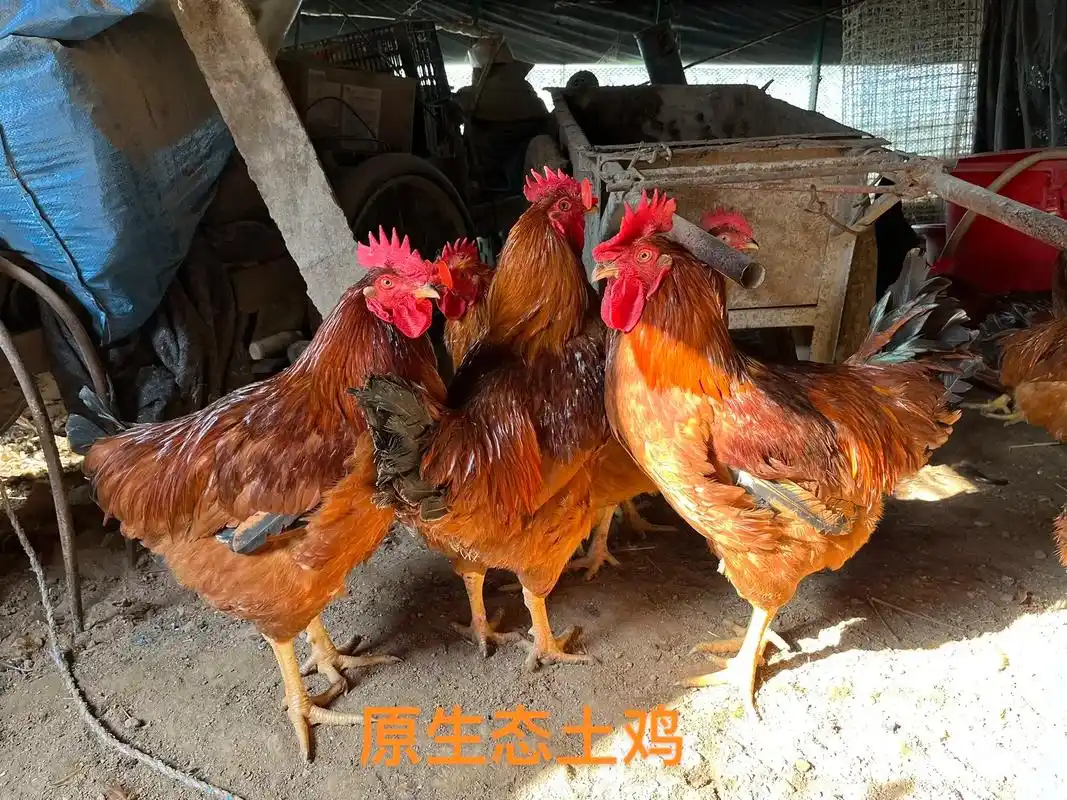 批发零售散养走地红玉公鸡94,每只7～9斤左右,肉质紧实味道 - 抖音