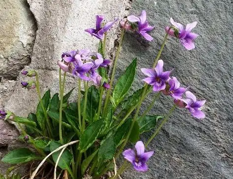 农村俗称地黄瓜的野草包饺子味道好其实还能抗炎很珍贵