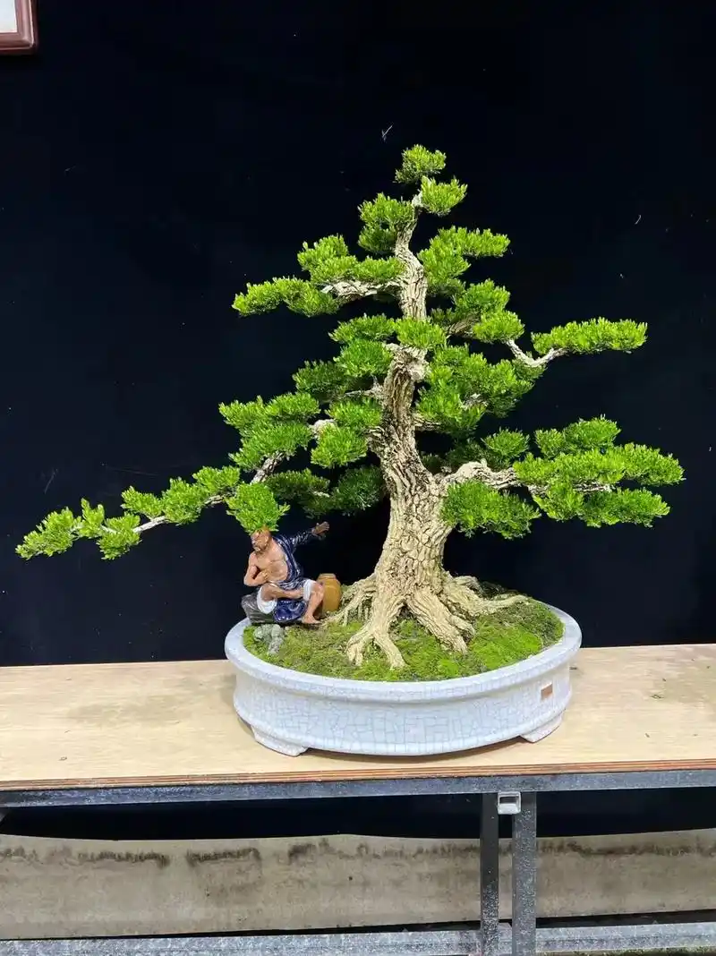 盆景欣赏--雀舌黄杨 - 抖音