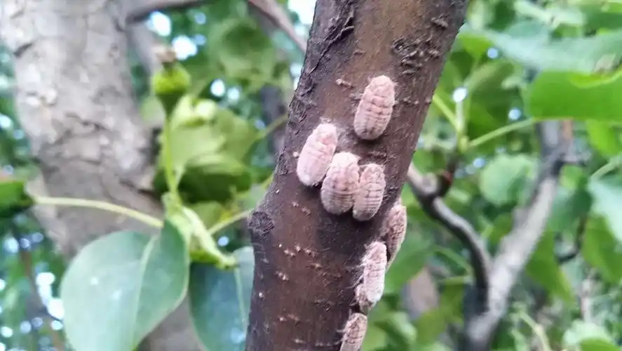 时下园林树木病虫害～以钻石海棠为主