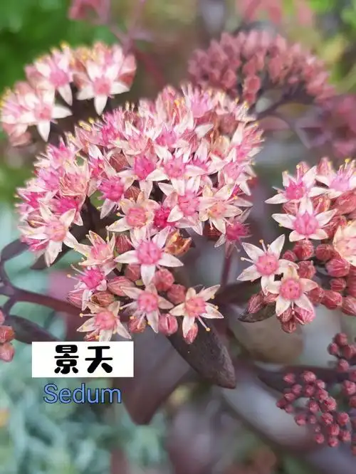 景天秋天的颜色