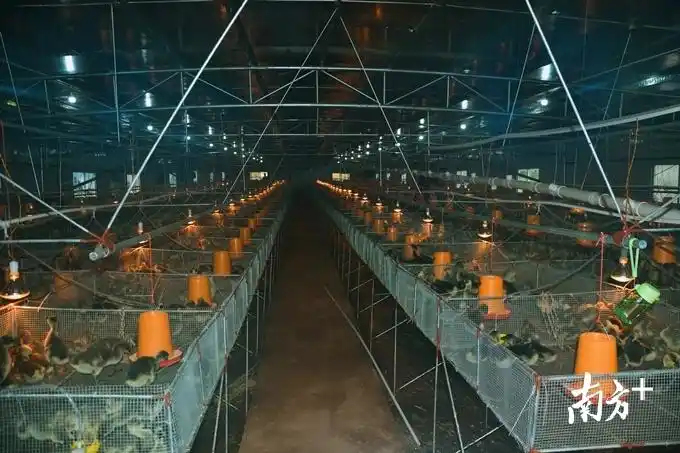 杨梅村黑棕鹅养殖基地.