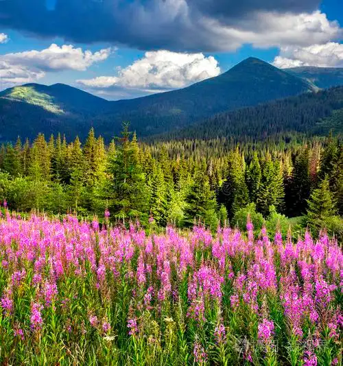 山上美丽的夏日景色开着粉红色的花