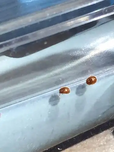 木地板里面爬出来的很小的虫子 请问这是什么虫子?怎么去除?