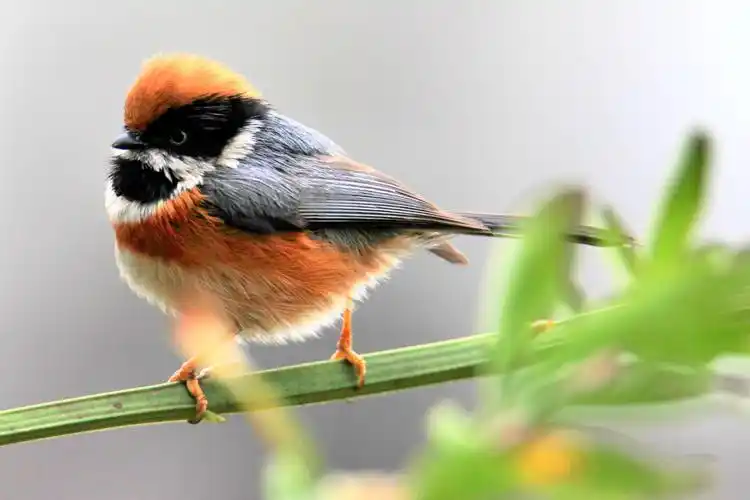 李老爷摄影《红头长尾山雀》