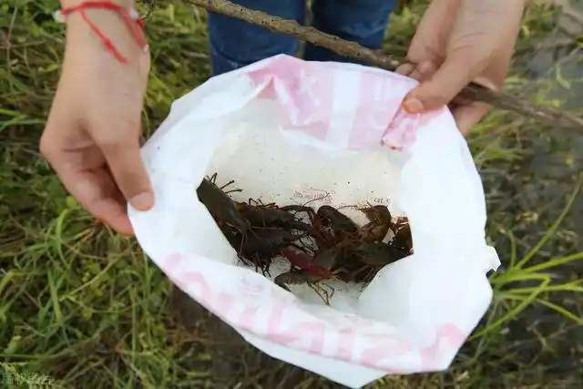 澳洲大龙虾进入南方7省,一年可产5次卵,会像小龙虾一样泛滥吗?