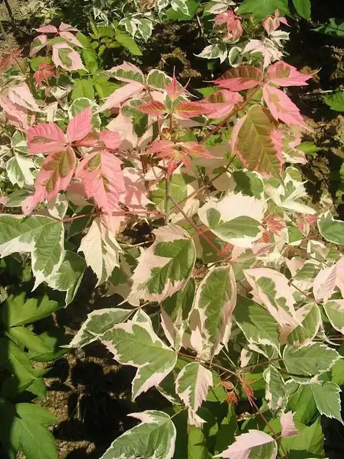 复叶槭篇羽状复叶极具市场潜力的树种