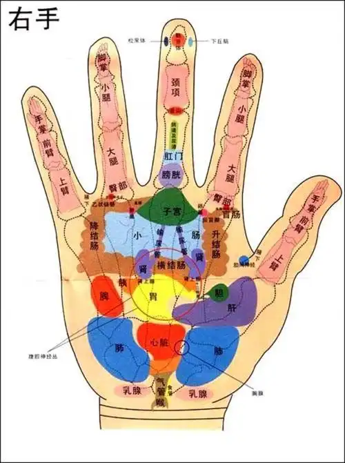 手与五脏六腑(彩图)