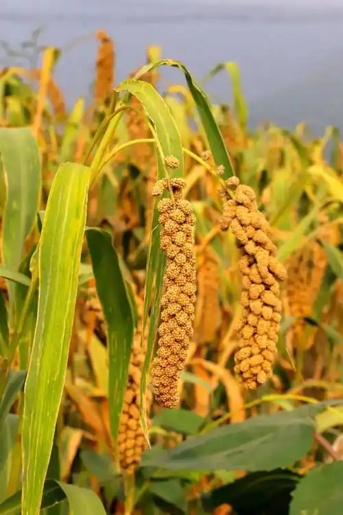 原野悠然 谷穗硕长 谷粒金黄 ,满地尽是"黄金甲" 濩泽大地谷子喜获