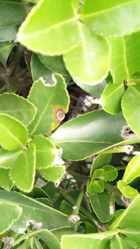 大叶黄杨得了什么病?