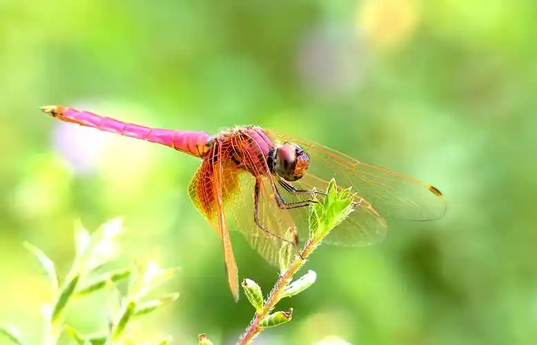 紫红蜻蜓