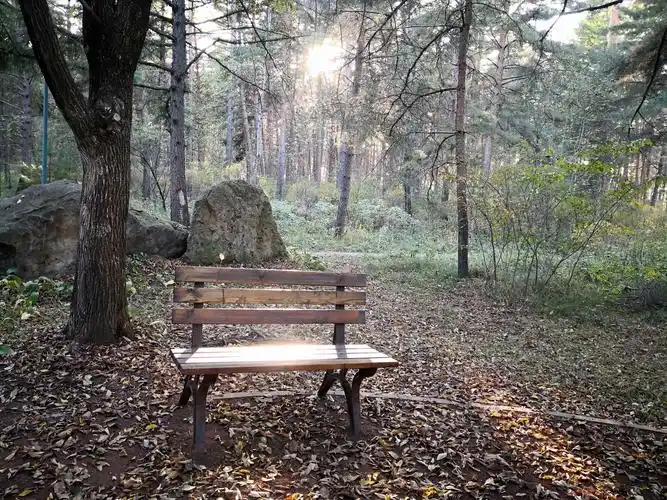 美人松公园里的一张休闲椅,夕阳透过大树缝隙,懒洋洋地投射在椅子上
