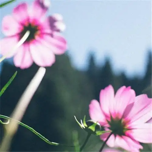 微信最吉利的好看头像风水好聚财转运的最吉利头像图片