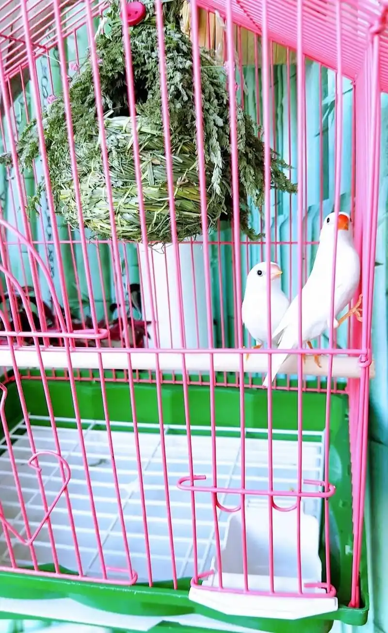 白色珍珠鸟还有二只高颜值