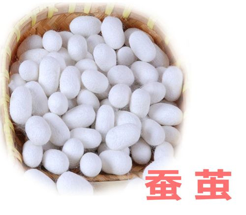 新鲜蚕茧带蚕蛹家蚕桑蚕白活蚕丝茧抽丝彩色蚕茧干茧活蛹茧可出蛾