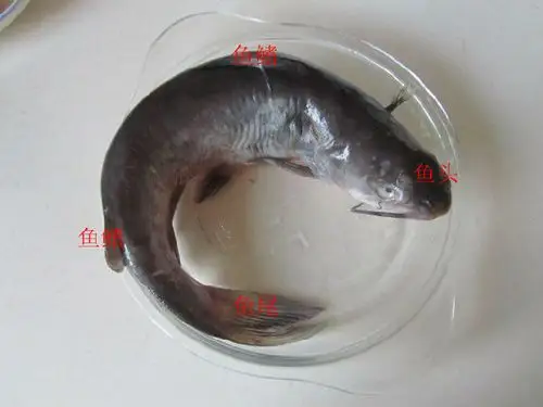正确区分鮰鱼与鲶鱼----蒜香鮰鱼