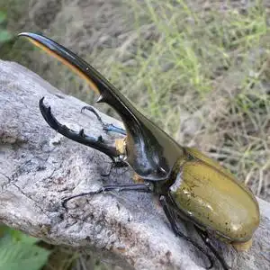 长戟大兜虫dhh海格力斯甲虫爬虫活体另有独角仙毛象中扁彩虹美东