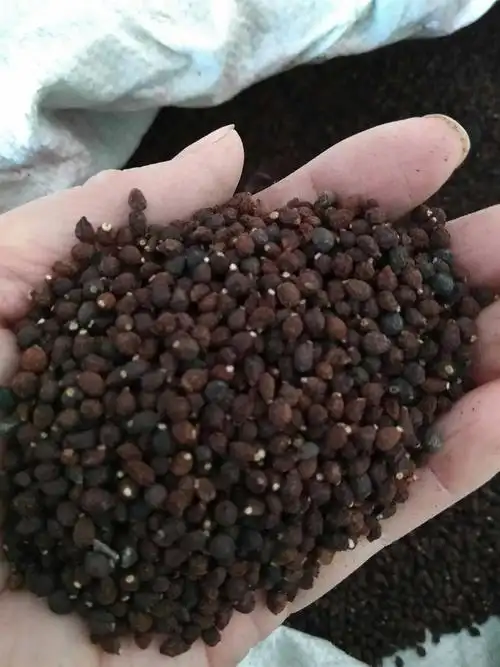 元宝枫种子种子种植技术及方法