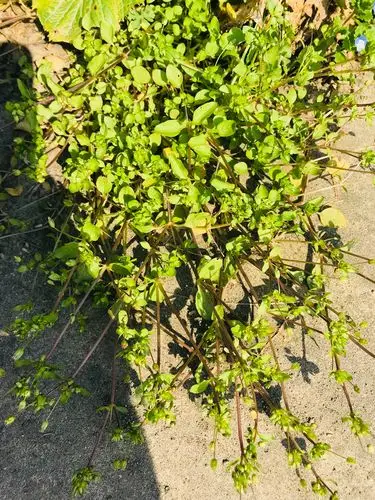 以前家家养猪,人们就专门用这种草喂猪哦!