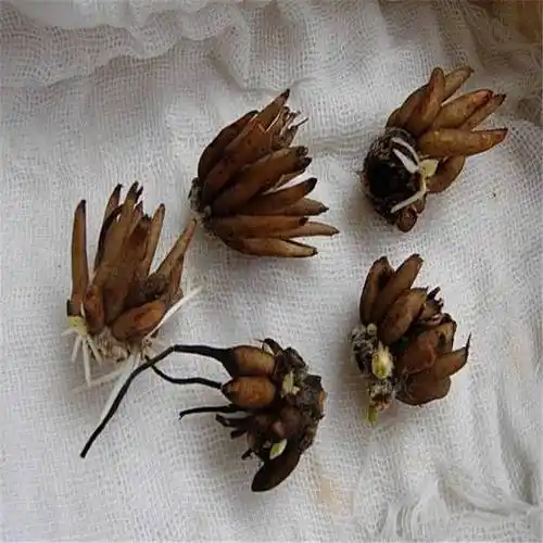 花毛茛的催芽方法