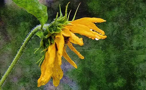 雨中向日葵摄影油画