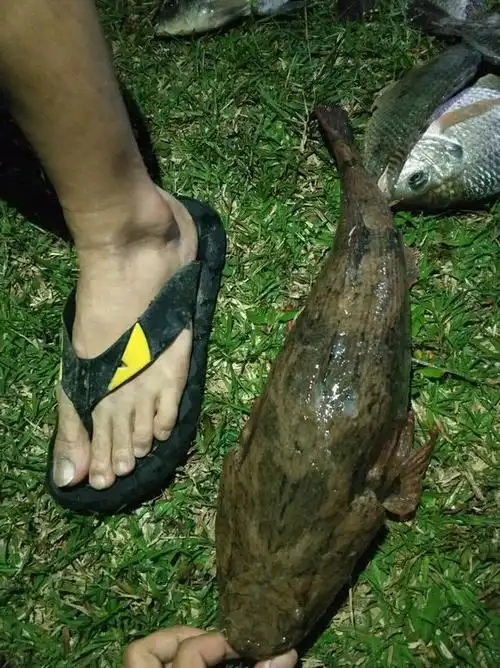 沙塘鳢之王广州钓友珠江钓获4斤巨型沙塘鳢网友不好吃