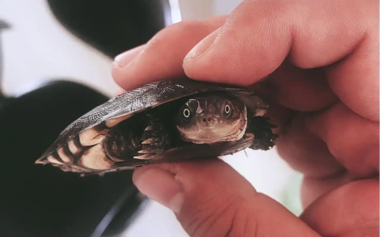 萌新养龟 第一只龟 沼泽侧颈龟