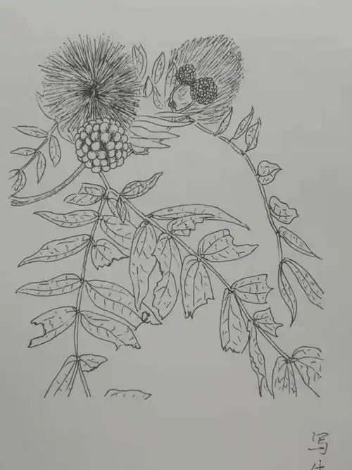 每日一画day9植物写生