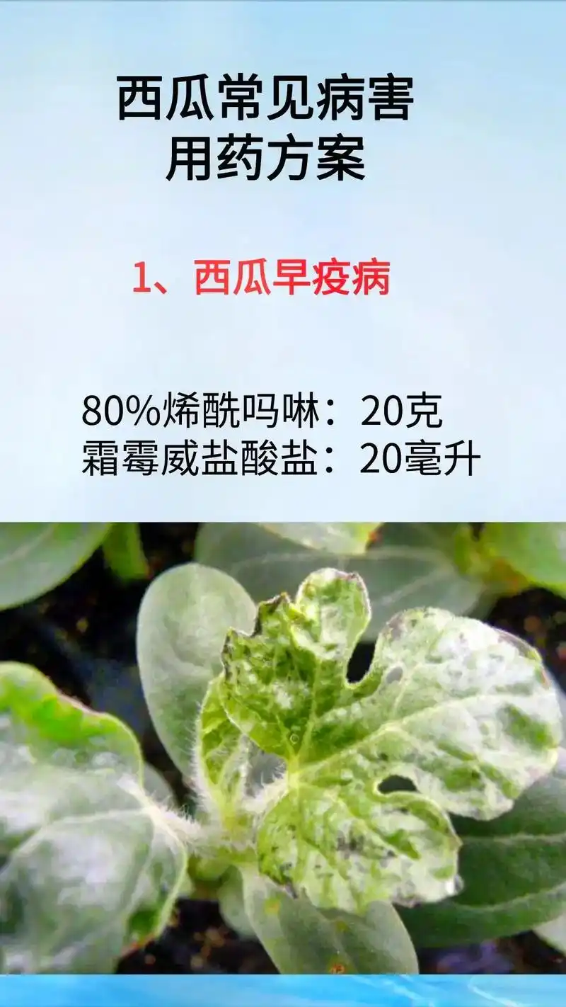 西瓜常见病害防治#农业种植 #种植小技巧 #三农 #农资人  - 抖音