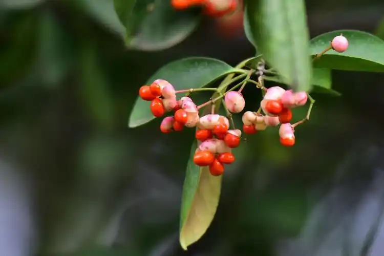 红宝石般的冬青果