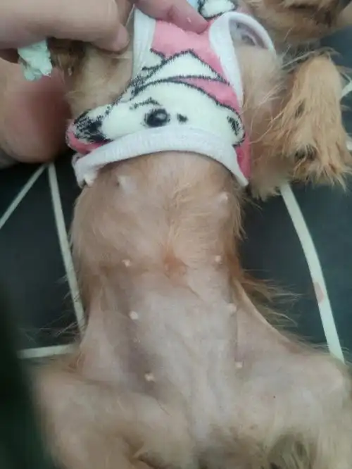 约克夏配种40天