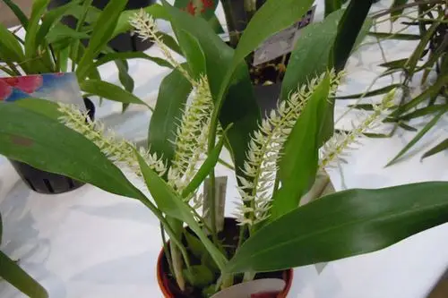 一叶兰开花图片,一叶兰为什么不长新叶