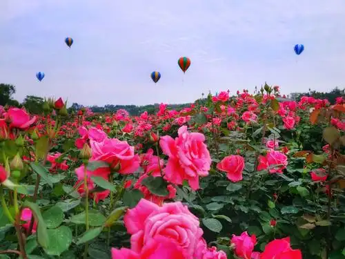 宇承玫瑰园花儿飘香