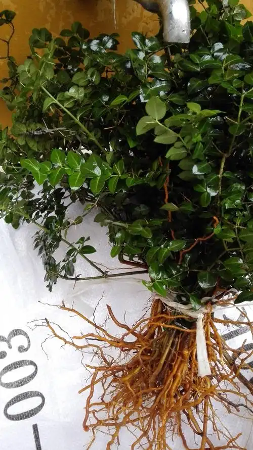 哪里能挖到这种野生的锈花针虎刺.大家帮帮忙找找