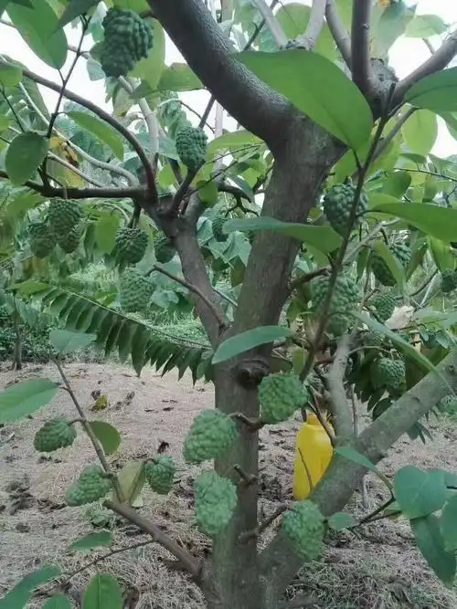 释迦果苗  释迦凤梨番荔枝苗 红番荔枝苗 绿皮释迦盆栽地栽南北果树苗