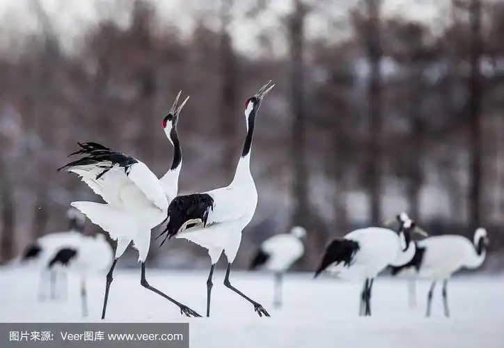 两只日本鹤站在雪地上.