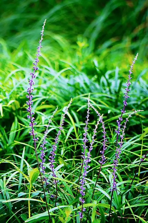 沿阶草随拍记【原创首发】