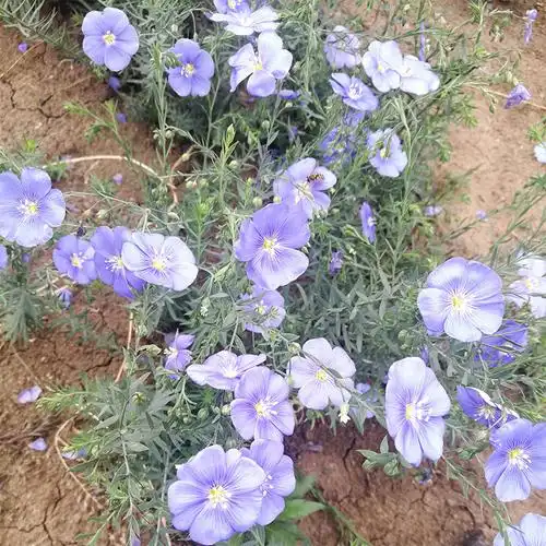 宿根亚麻是一种多年生宿根花卉,可作一年生栽培.