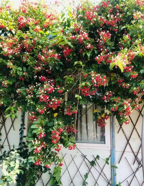 五月养花,养棵"使君子"吧,花朵又美又香,还能给你一树花海