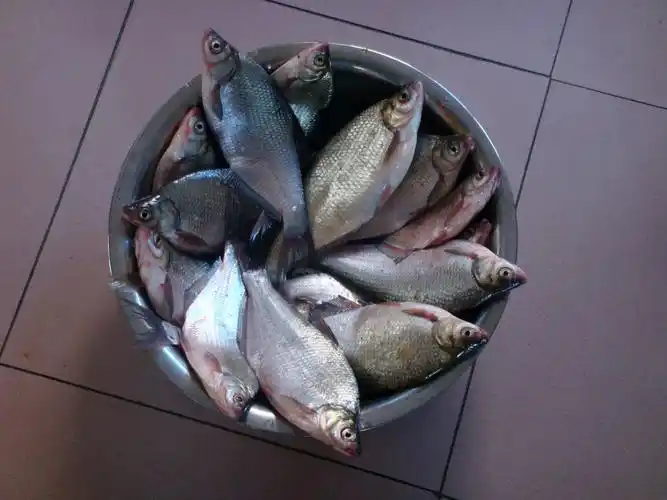 武昌鱼之名由来已久只有13根半鱼刺的才正宗