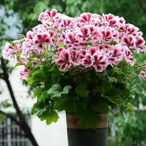 养好天竺葵,关键在"1点",一年三季开花不停歇,花儿又多又艳